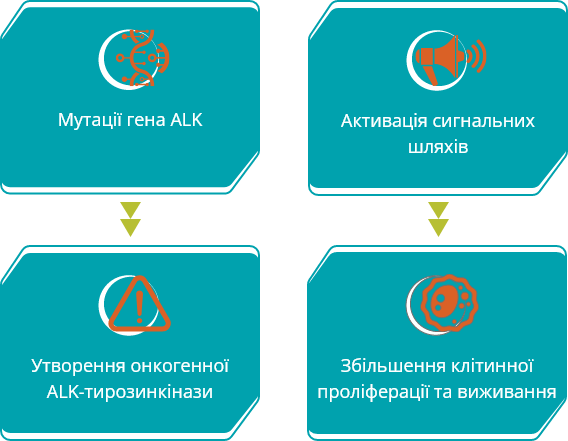 Мутації гена ALK - ALK-тирозинкінази- шляхів - Збільшення клітинної проліферації та виживання