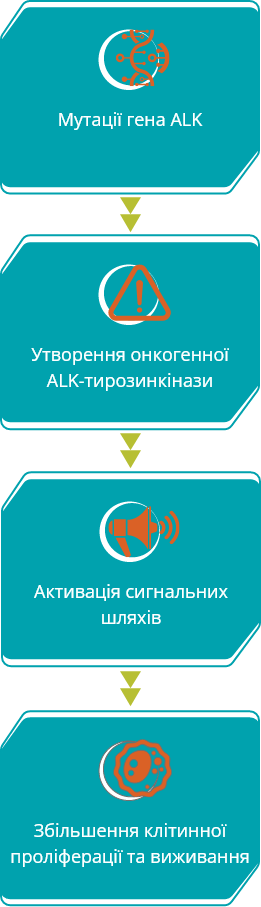 Мутації гена ALK - ALK-тирозинкінази- шляхів - Збільшення клітинної проліферації та виживання