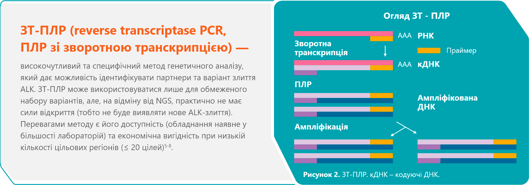 ЗТ-ПЛР (reverse transcriptase PCR, ПЛР зі зворотною транскрипцією)