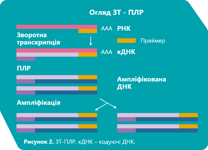 ЗТ-ПЛР (reverse transcriptase PCR, ПЛР зі зворотною транскрипцією)