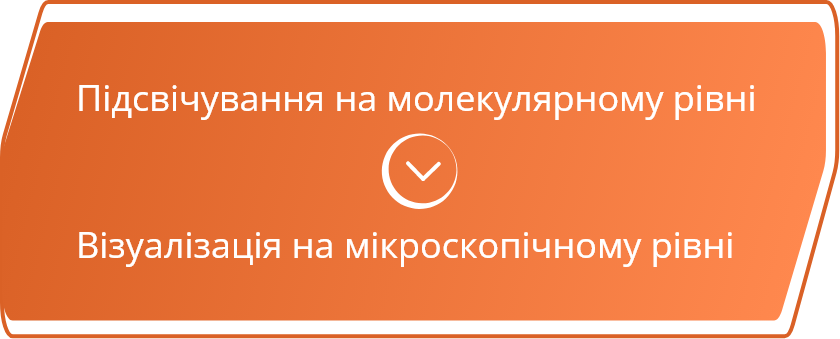Підсвічування на молекулярному рівні